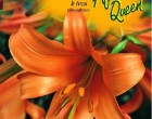 Lilie - African Queen - cibule 1 ks