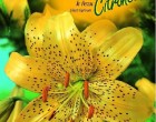 Lilie - Citronella - cibule 1 ks