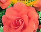 Begónie - barva: lotosová - cibule 2 ks