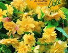 Begónie - do truhlíku - barva: žlutá - cibule 2 ks