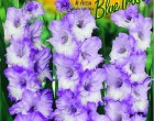 Gladiol - Blue Frast - cibule 6 ks
