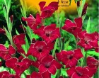 Gladiol - Velvet Eyes - cibule 6 ks