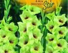 Gladiol - Green Star - cibule 6 ks