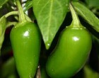 Jalapeno Chilli (rostlina: Capsucum) - semena chili 10 ks, pálivost 4/10 *