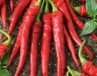 Cayenne Long Chilli (rostlina: Capsicum) - semena chili 10 ks, pálivost 5/10