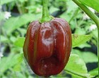 Habanero Chilli - Čokoládové (rostlina: capsicum) - semena chili 10 ks, pálivost 8/10 *