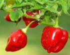 Habanero Chilli - Červené (rostlina: capsicum) - semena chili 10 ks, pálivost 8/10