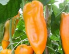 Chilli Corno di Toro (rostlina: Capsicum) - semena chilli 10 ks, pálivost 1/10
