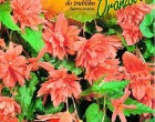 Begónie - barva: oranžová- cibule 2 ks