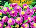 Jiřinka - Rembrandt - cibule 1 ks