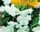 Begónie - barva: bílá - cibule 2 ks