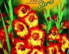 Gladiol - Stereo - cibule 6 ks
