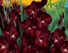 Gladiol - Arabian night - cibule 6 ks