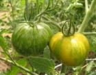 Rajče Zelená Zebra (prazelenina: solanum) - semena cca 15 ks