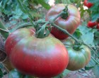 Rajče Černý Krim (prazelenina: solanum) - semena cca 15 ks