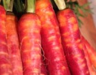 Mrkev Extra Červená (prazelenina: Daucus carota) - semena cca 20 ks