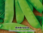 Hr�ch zahradn� - Ambrosia - semena hrachu