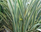 Lenovník Novozálandský (rostlina: Phormium tenax) - semena 10 ks