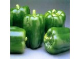 Paprika poloran�-California Wonder(rostlina:Capsicum annuum)60 ks