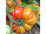 Raj�e ty�kov�-ob��-Costoluto genovese(rostlina:Lycopersicon lycopersicum)30 ks