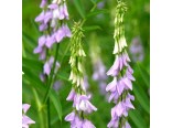 Jest�abina L�ka�sk�-B�la(rostlina:Galega officinalis)1,5g