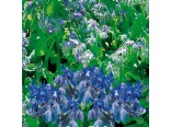 Brutn�k l�ka�sk�(rostlina:Borago officinalis)1,5g