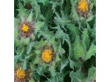 Benedikt l�ka�sk�(rostlina:Cnicus benedictus)2g