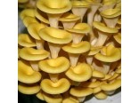 Hl�va miskovit� (houba: Pleurotus cornucopiae)-sadba houby