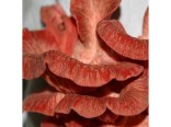 Hl�va r��ov� (houba: Pleurotus djamour) sadba hub
