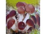Op�nka m�nliv� (houba: Kuehneromyces mutabilis) sadba hub