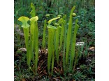 Masožravé rostliny-Špirlice (masožravky-Sarracenia oreophila)