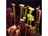 Masožravé rostliny-Špirlice (masožravky-Sarracenia different mix)