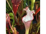 Masožravé rostliny-Špirlice (masožravky-Sarracenia leucophylla)