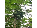 Papája melounová ( Papaya carica ) 4 semena