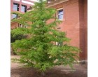 Tisovec Mexick� (rostlina: Taxodium huegelli = mucronatum) - 4 semena