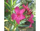 Oleandr obecn� (rostlina: nerium oleander) - semena oleandru 5 ks *