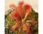 Masožravé rostliny - Rosnatka (masožravka : drosera venusta) - semena rosnatky 30 ks *