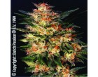 Semena Dutch Passion White Widow 5ks (standard)