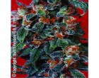 Semena Dutch Passion Orange Bud 10ks (standard)