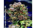 Semena Dutch Passion BlueBerry 5ks (standard)