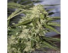 Semena Dutch Passion AutoMazar 3ks (autoflower)