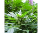 Royal Queen Seeds Special Kush n. 1 5 ks