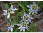Mu�enka modr� (rostlina: Passiflora caerulea)  5 semen