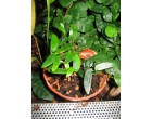 Fíkovník (rostlina: Ficus punctata) semena