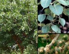 Fíkovník posvátný (rostlina: Ficus religiosa) semena