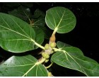 Fíkovník banyán (rostlina: ficus benghalensis) semena