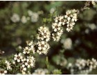 Bílý čajovníkový strom (rostlina: Kunzea ericoides) semena
