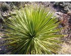 Juka Thompsonova (rostlina: Yucca thompsoniana) 10 semen