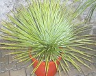 Juka rostrata (rostlina: Yucca rostrata) 5 semen