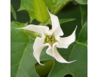 Durman obecný (rostlina: Datura stramonium) semena
